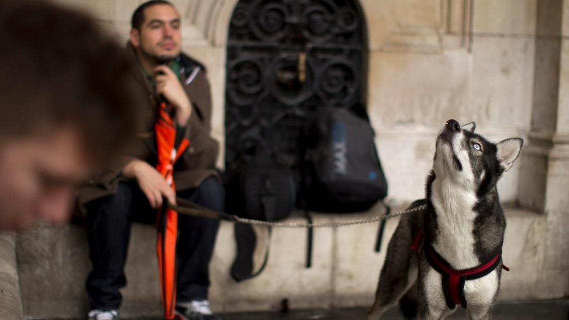 Huskies are among the 11 breeds that are being banned from the McConnell’s Trace neighborhood, which sits across Leestown Road from Masterson Station Park in Lexington.