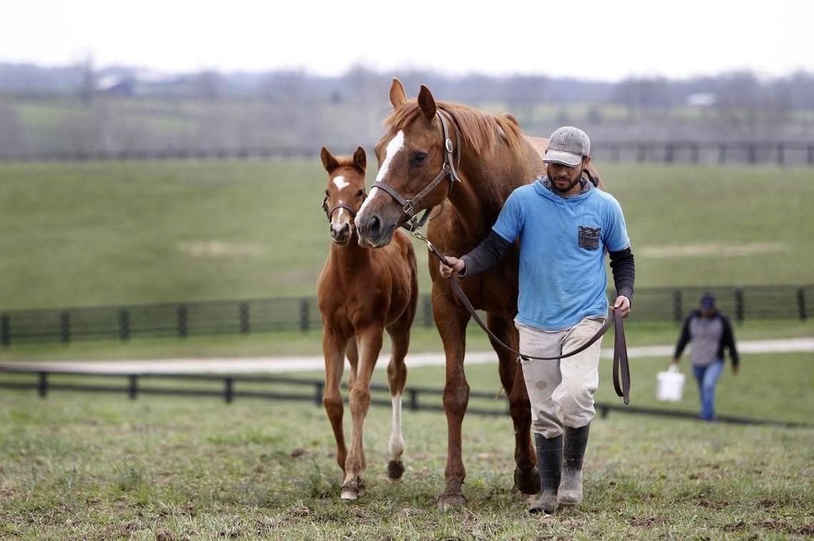 Pio Ramirez-Prieto led Maizelle and her adopted foal to their paddock at Machmer Hall farm in Paris. This foal, a colt by Kentucky Derby winner Animal Kingdom, was rejected by his mother at birth, but soon found a new mom in Maizelle, a mare who lost her baby during foaling days before his birth.
