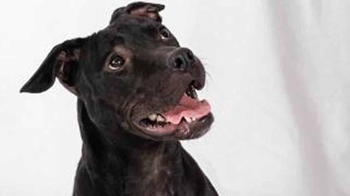 Sable is one of the dogs available for adoption when the Lexington Humane Society reopens on Saturday.