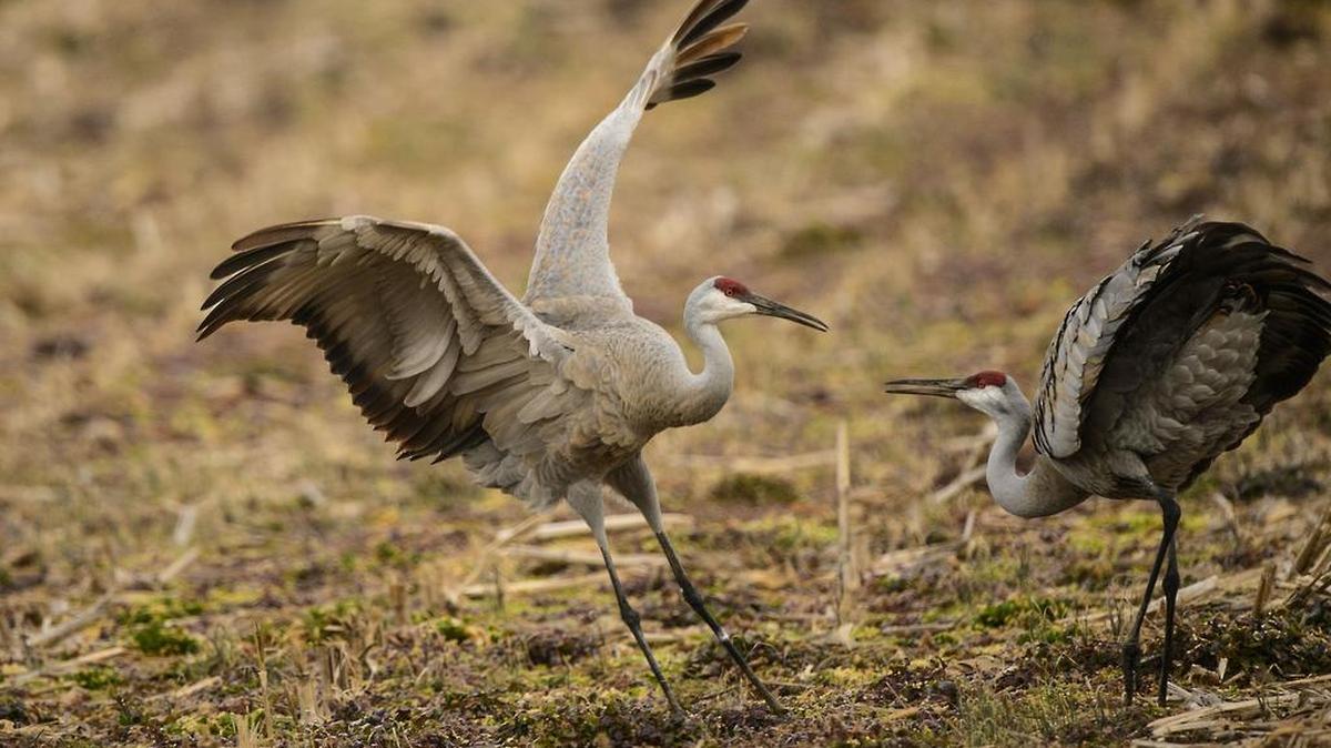 A sure sign that spring is near in Kentucky is the waning of the annual migration of sandhill cranes. Warmer weather last week sent most of the remaining birds further north from Cecilia, west of Elizabethtown, and the Barren River. Peak numbers at Cecilia were about 6,800 last week, but only stragglers were there by Saturday, according to John Brunjes, migratory bird program coordinator for the Kentucky Department of Fish and Wildlife Resources. Birds along that flyway winter as far south as central Florida. The birds nest in Ontario, Michigan and Wisconsin.