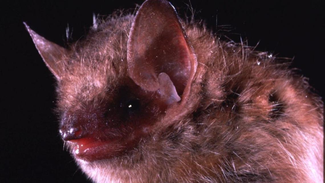 This is an undated closeup photo of the eastern pipistrelle bat, a species that is frequently linked with human rabies cases. (AP Photo/Merlin D. Tuttle, Bat Conservation International)