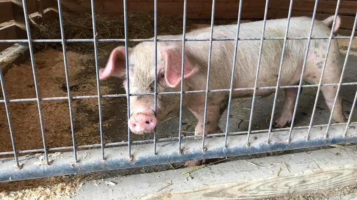 The pig that was running loose around Lexington was captured and taken to Good Acres, a farm animal sanctuary between Lawrenceburg and Frankfort.