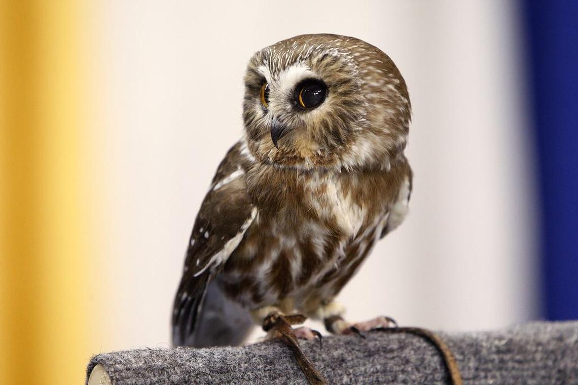 A rescued burrowing owl.