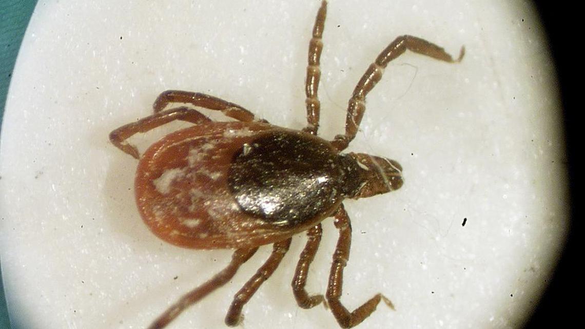 Lyme disease — and ticks that carry it — spreading across the US. How high is IL’s risk?
