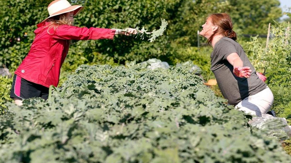 University of Kentucky intern Sara Fisher, left, jokingly fanned resident Stephanie Lloyd with a kale leaf as they picked kale at GreenHouse 17 in Lexington.