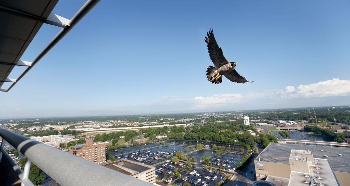 An adult female peregrine falcon flew near her four fledglings on the roof of 300 West Vine, also known as the Central Bank Building, in Lexington, Ky., Wednesday, May 31, 2017. Loren Taylor, a non-game avian biologist with Kentucky Department of Fish and Wildlife has been monitoring the 2 adult falcons and their 4 fledglings. The Lexington pair are one of 17 known pairs of peregrine falcons in Kentucky.
