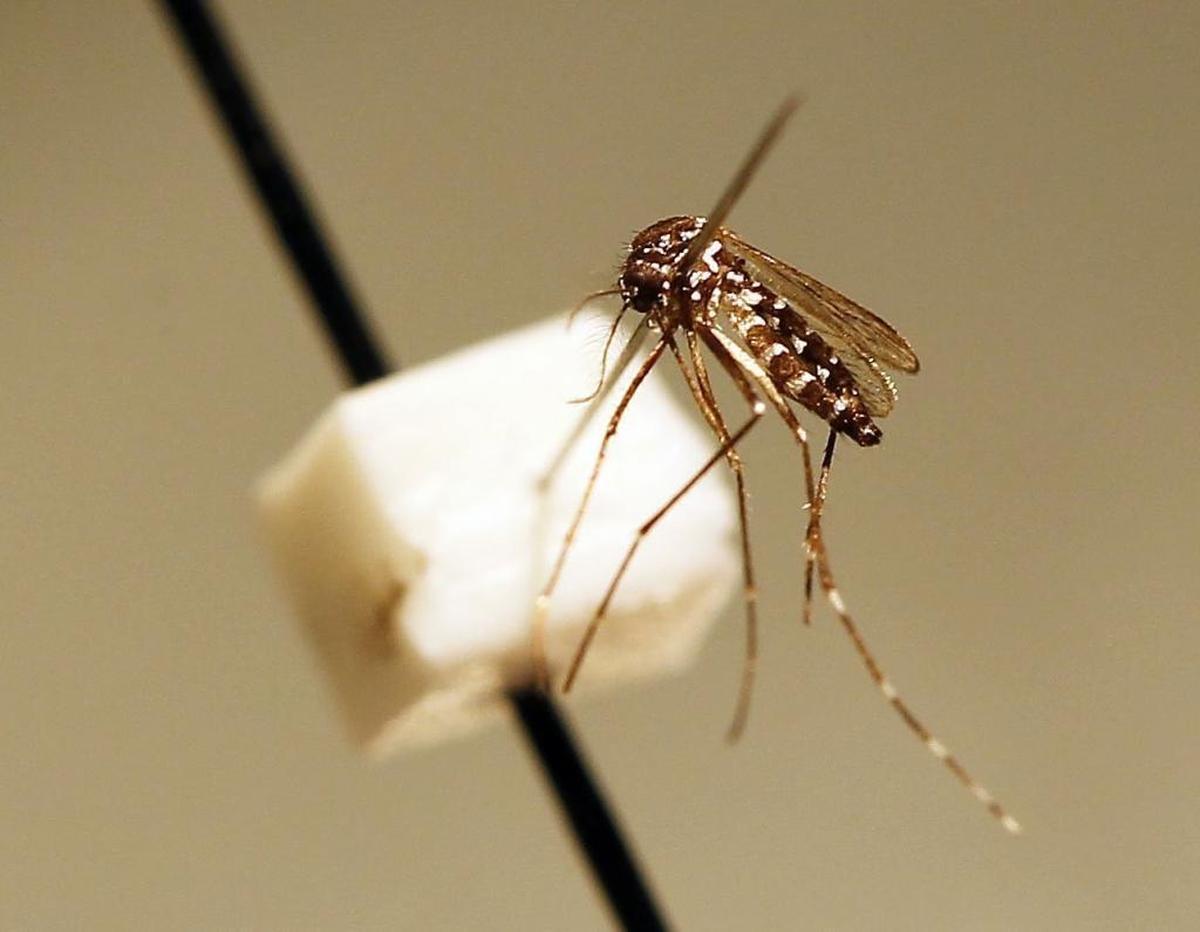 Could rain mean more mosquitoes in Wichita, Kansas?