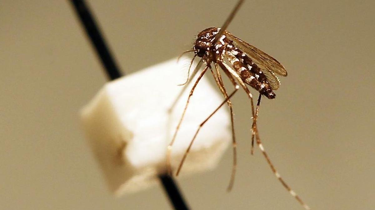 A female Asian Tiger mosquito.