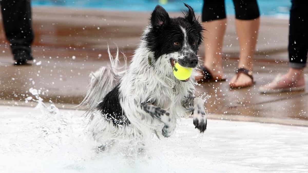 This years Doggie Paddle will be at the Woodland Aquatic Center.