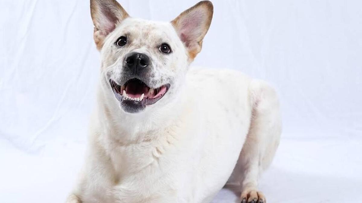 Judi is one of the dogs who will be available for adoption once the Lexington Humane Society re-opens on Monday.