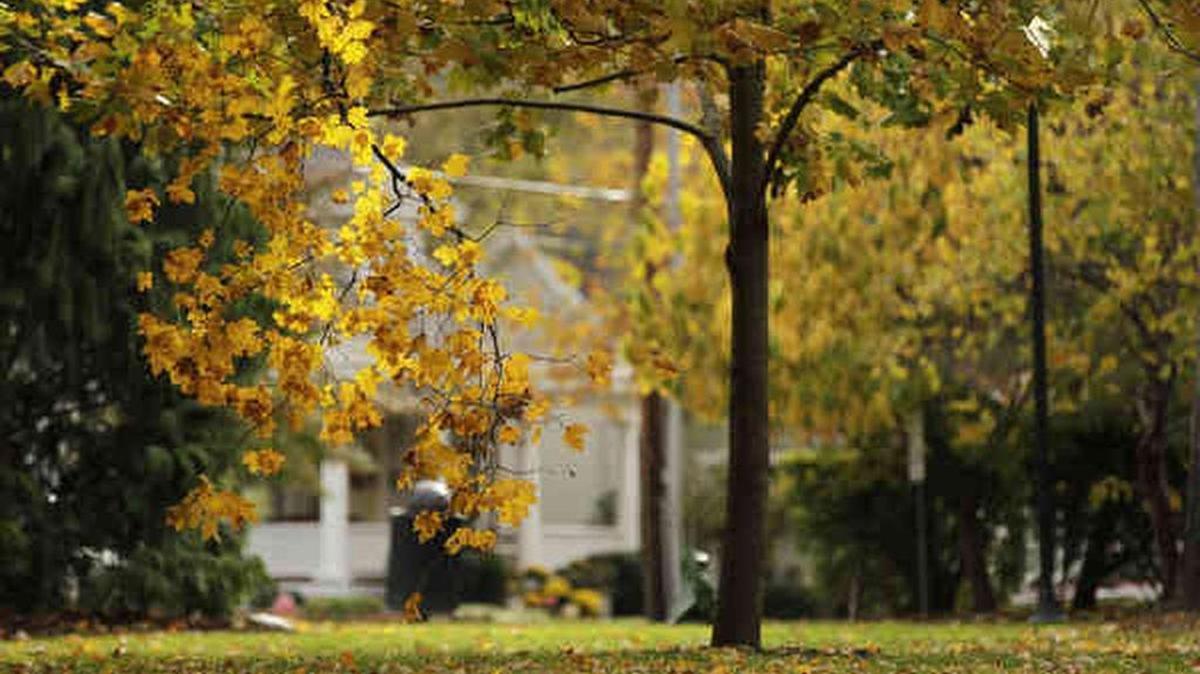 Leaves fall off a tree blazing with color at Woodland Park in Lexington, Ky., in this file photo. Here’s what to know about autumn weather in the Bluegrass State.