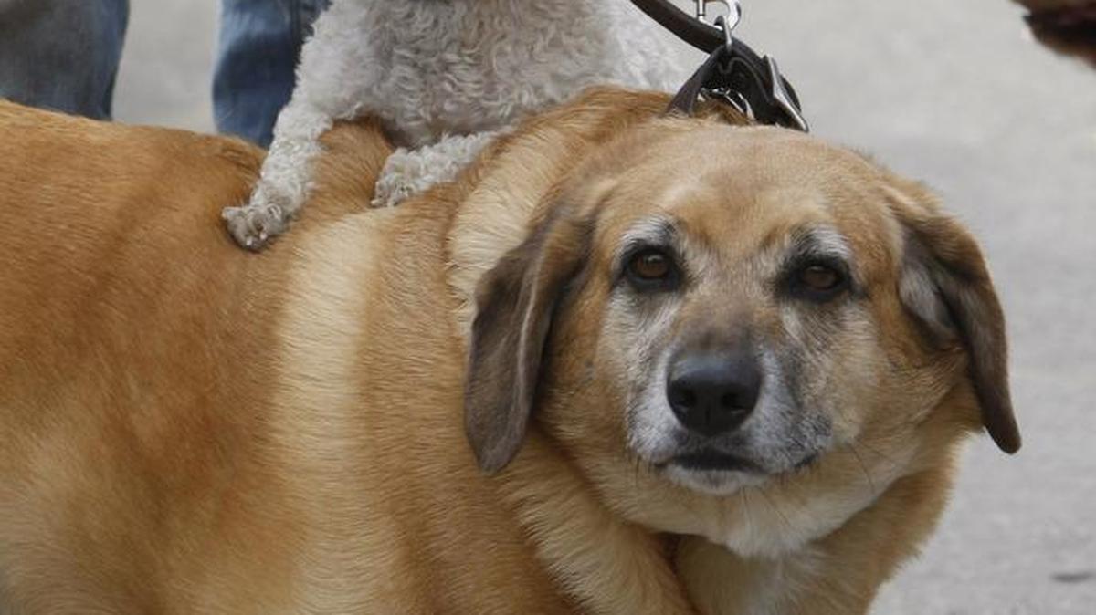 The Rabies Vaccine Clinic is Saturday at the Jessamine County Fairgrounds.