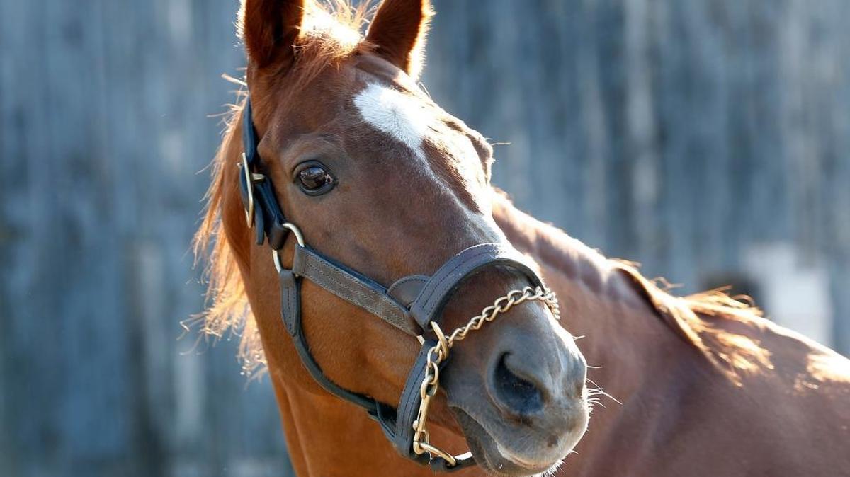 Charismatic posed during his welcome home press conference at Old Friends, a thoroughbred retirement center, 1841 Paynes Depot Road, near Georgetown on Monday. Charismatic suffered a fractured leg in the Belmont Stakes, ending his chance at the Triple Crown.