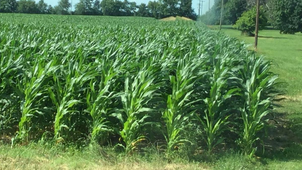 Corn and soybeans were raised this year on Edgewood Farm, a 366-acre property that was rezoned and annexed by Versailles City Council. Two suits in Woodford Circuit Court now challenge the rezoning and annexation.