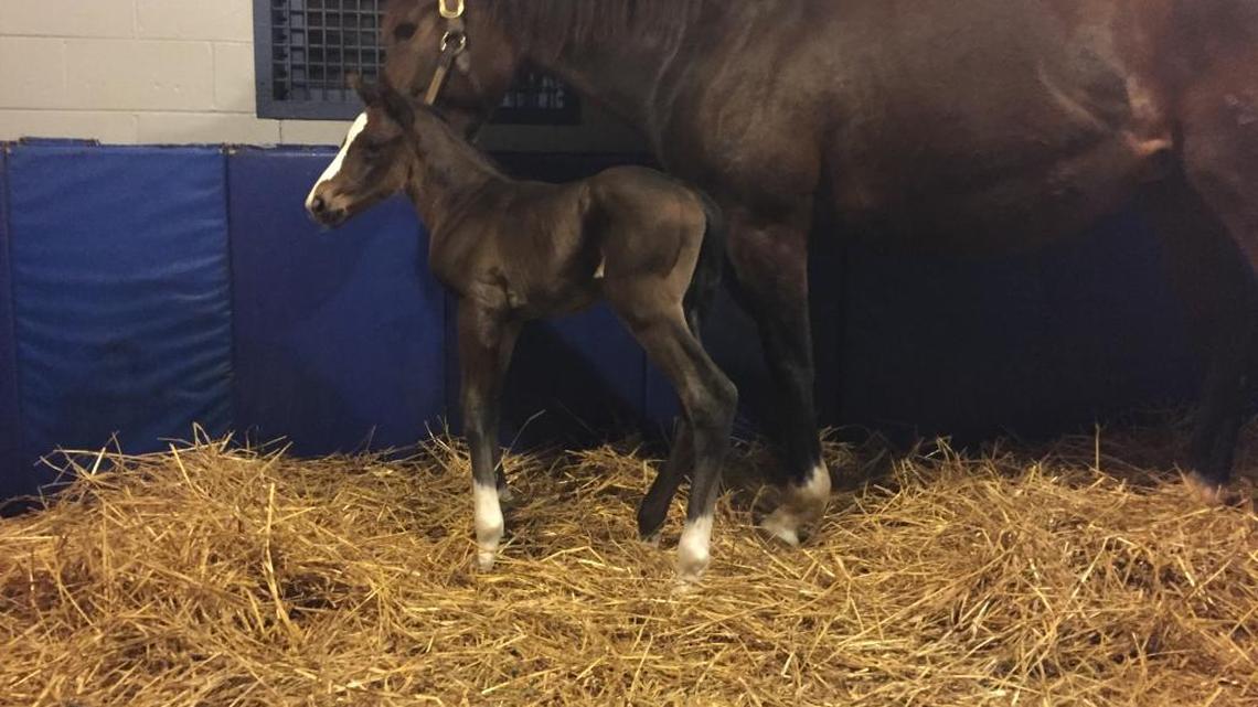 Brookdale Farm released this photo of a colt sired by American Pharaoh. He was born on Tuesday and is thought to be the Triple Crown winner’s first foal. His dam is Kakadu.