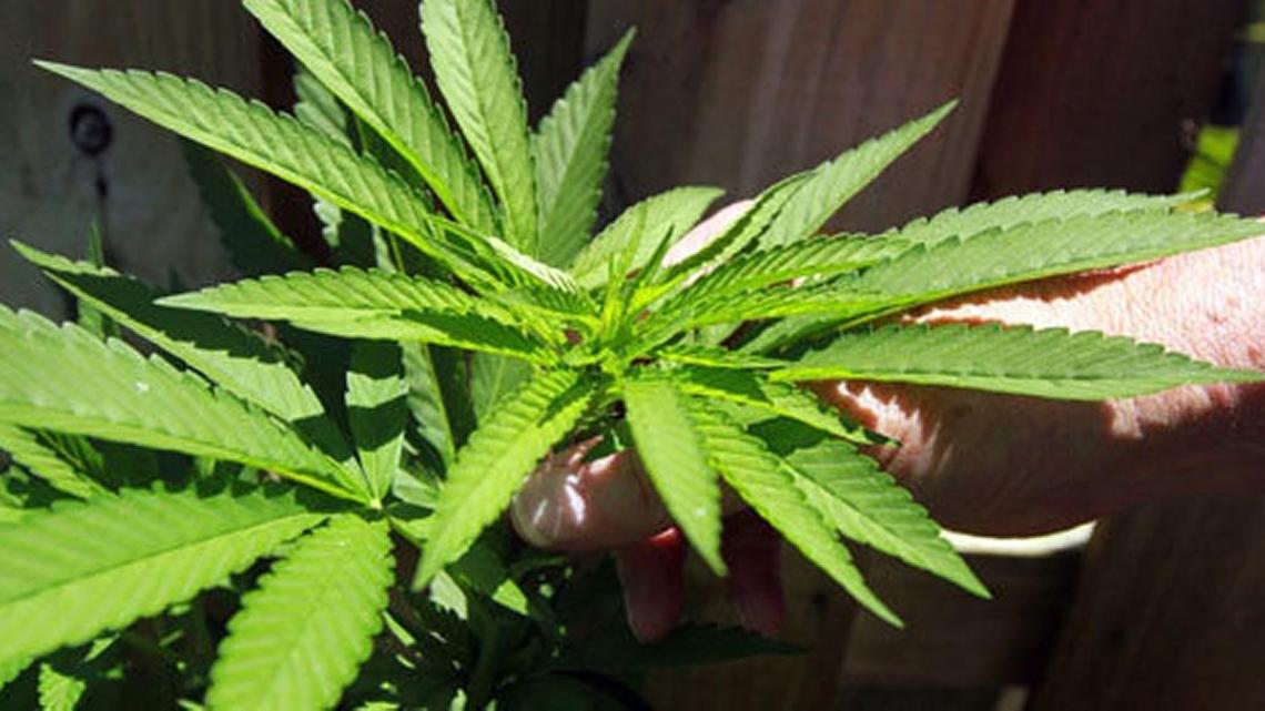 A marijuana plant. A Quinnipiac University poll in April found that 60 percent of Americans think marijuana should be made legal, while only 34 percent are opposed.