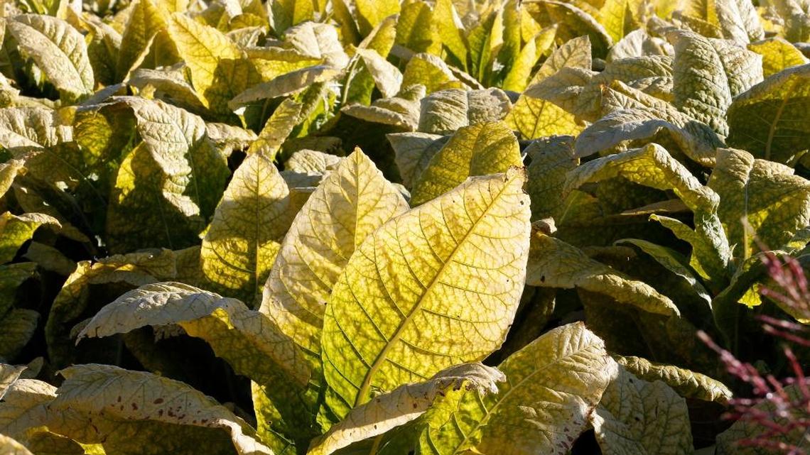 A Central Kentucky tobacco crop in 2014.