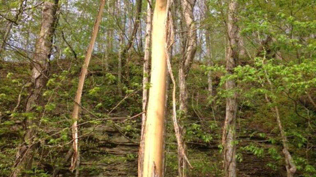 This elm tree along the right of way of Ky. 52 in Lee County was stripped of its bark. Stripping the bark will cause trees to die, requiring workers to cut them down before they become a hazard to passing motorists.