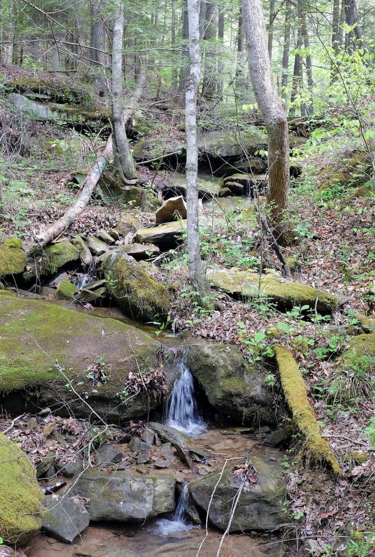 This hillside stream in Robinson Forest trickles down into Lewis Fork creek. The University of Kentucky was given the forest in 1923 after it was heavily logged. Since then, the forest has largely regenerated, and UK researchers study water quality and sustainable forestry there.