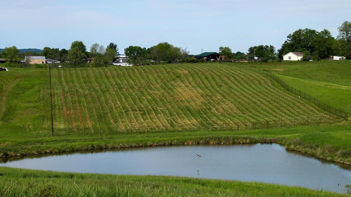 The nearly 1,400 American white oak seedlings planted on a plot of the Maker’s Mark Star Hill Farm take up only a slice of the full 23 acres that will make up the full repository on May 6, 2021.