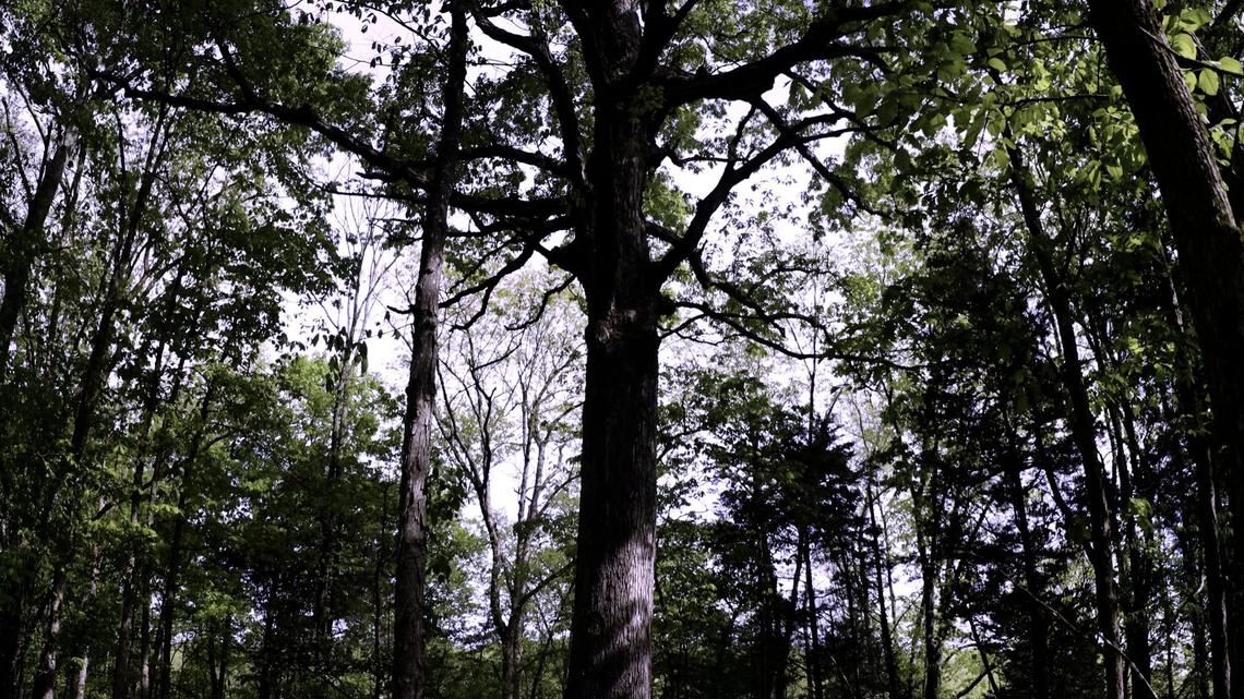 Dubbed the “mother tree” this 3-500 year-old American white oak on the Maker’s Mark Star Hill Farm is being used by researchers to map the species’ full genome. May 6, 2021.
