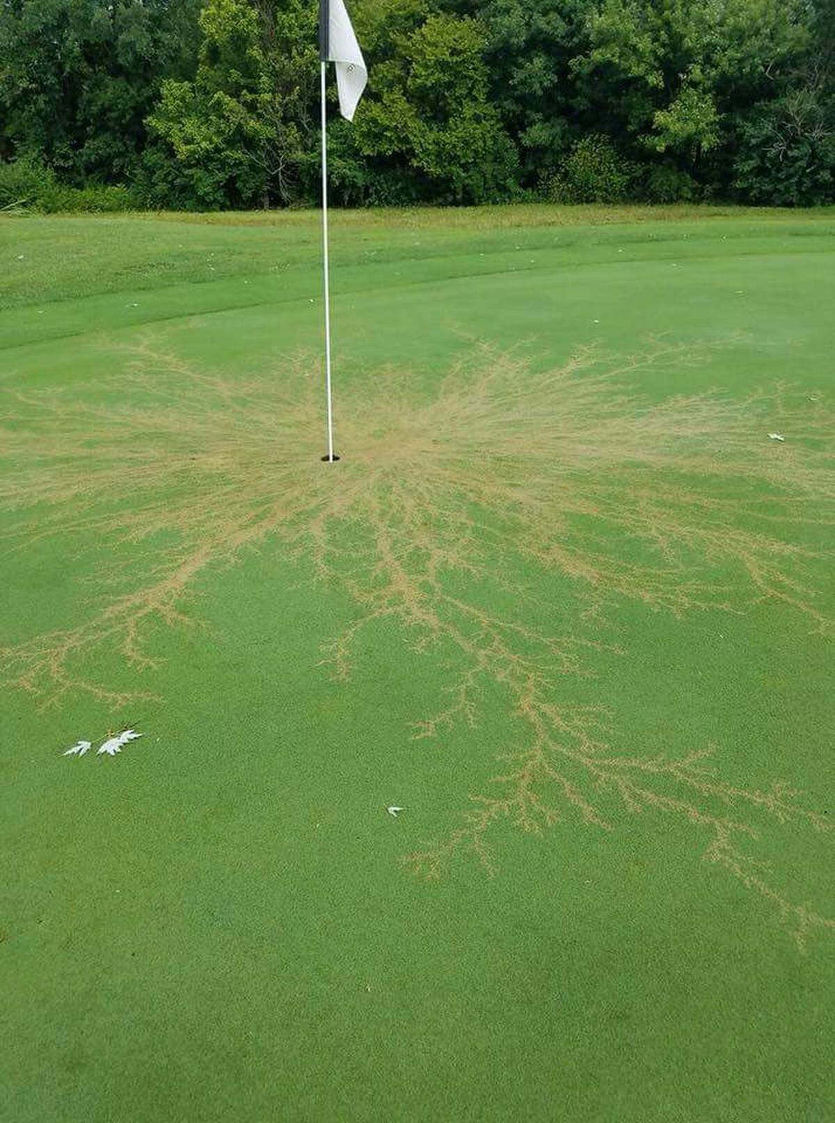During a series of strong storms that moved through Lexington on Friday night, lightning struck a flag in Lakeside Golf Course off Richmond Road. The strike left an intricate pattern on the grass and obliterated the flag, which has since been replaced.