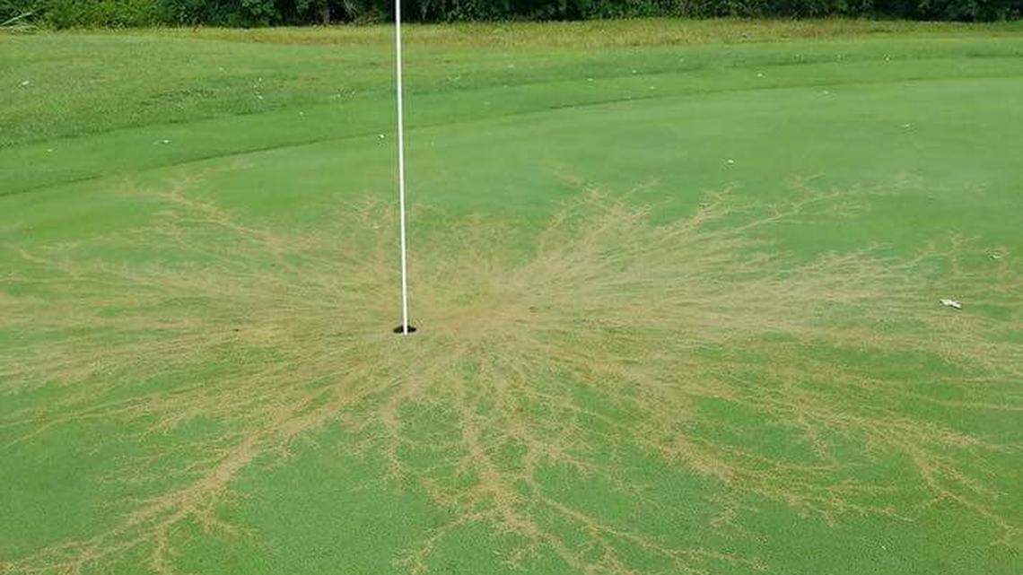 During a series of strong storms that moved through Lexington on Friday night, lightning struck a flag in Lakeside Golf Course off Richmond Road. The strike left an intricate pattern on the grass and obliterated the flag, which has since been replaced.