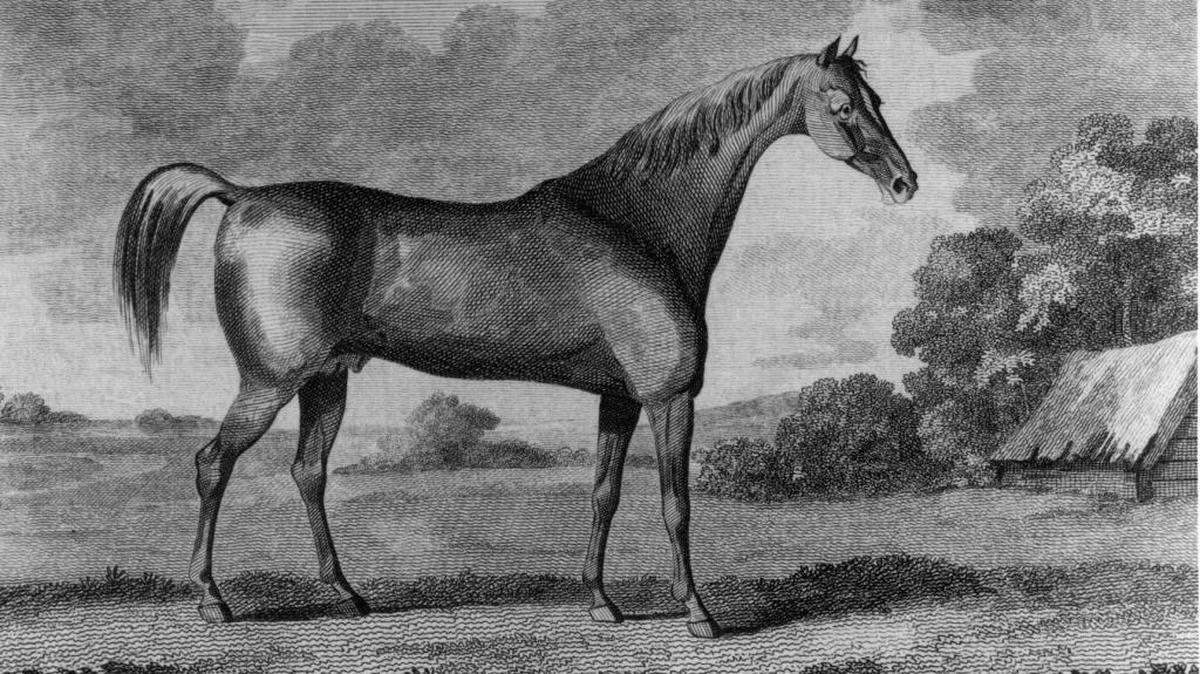 Buzzard was an early Kentucky Thoroughbred stallion that stood at stud at Ashland, the Henry Clay Estate. 