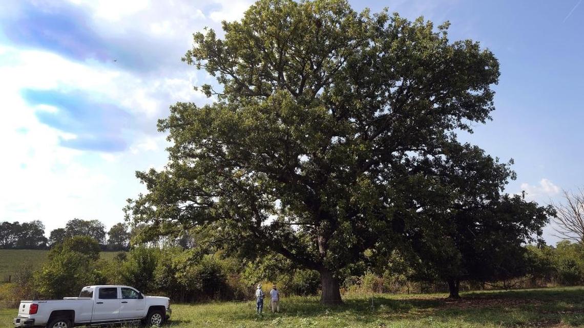 Doug Witt, left, and his niece, Laura Greenfield, gather acorns from Babe, a giant, centuries-old bur oak on Oakland Farm, which has been in their family since 1876. They grow and sell small trees propagated from those acorns and hope to expand to grow seedlings of historic trees from throughout Central Kentucky.