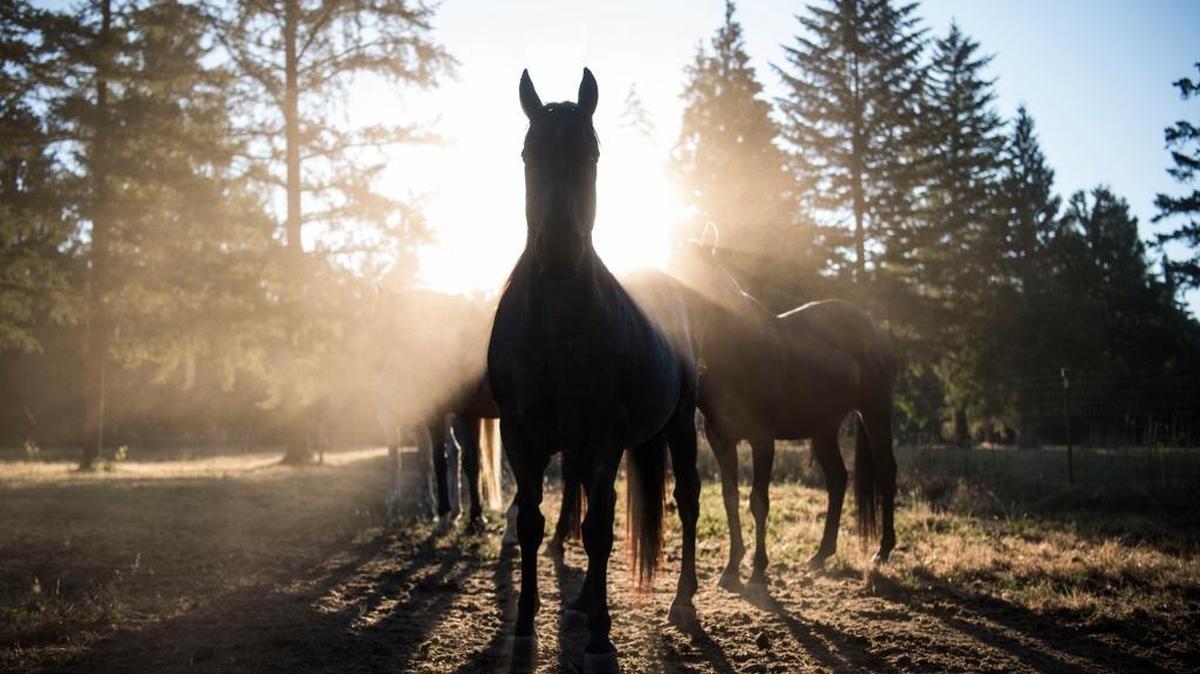 Justice, front, shares a pasture in Estacada, Ore., with three other rescued horses: Lincoln, Badger and Flick.