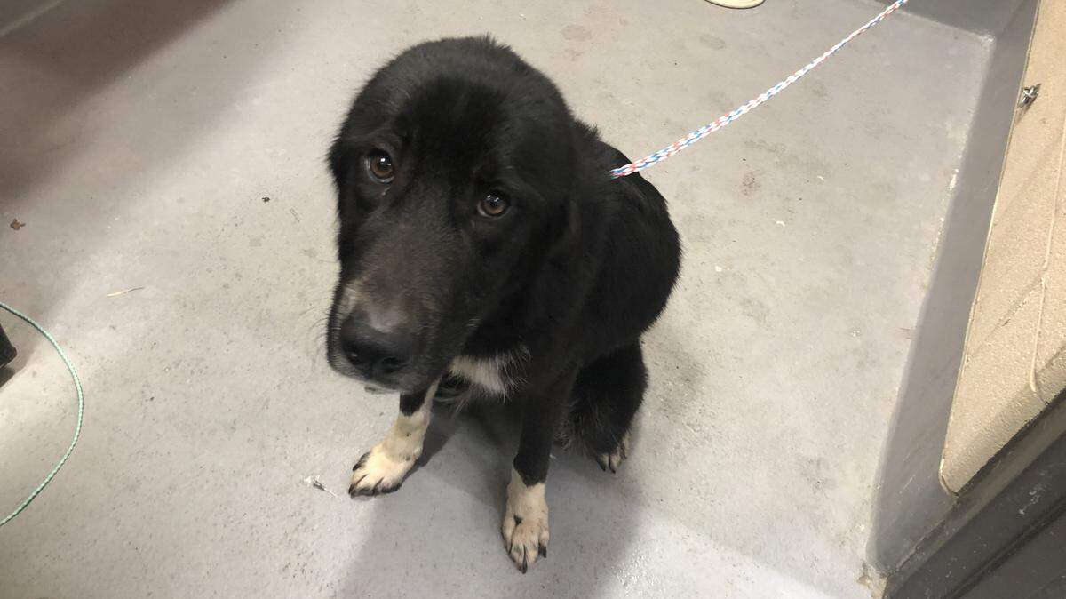 A dog was abandoned in the drive-thru at a White Castle in Louisville, Kentucky.