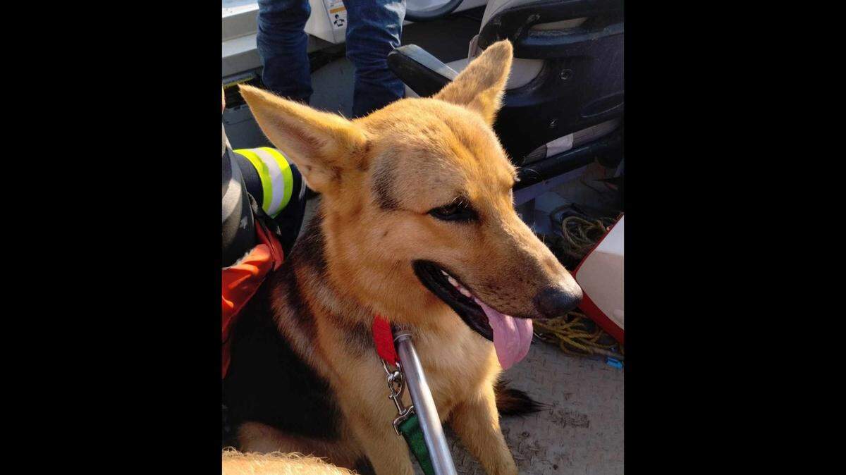 Rescuers said the dog appears to be in good health and will need time to decompress before meeting potential adopters.
