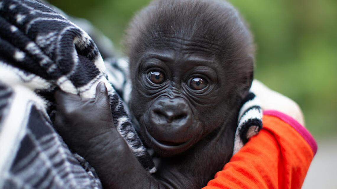 Born June 28, baby Abeo will finally have a soft place to land with a gorilla foster mom and new family.