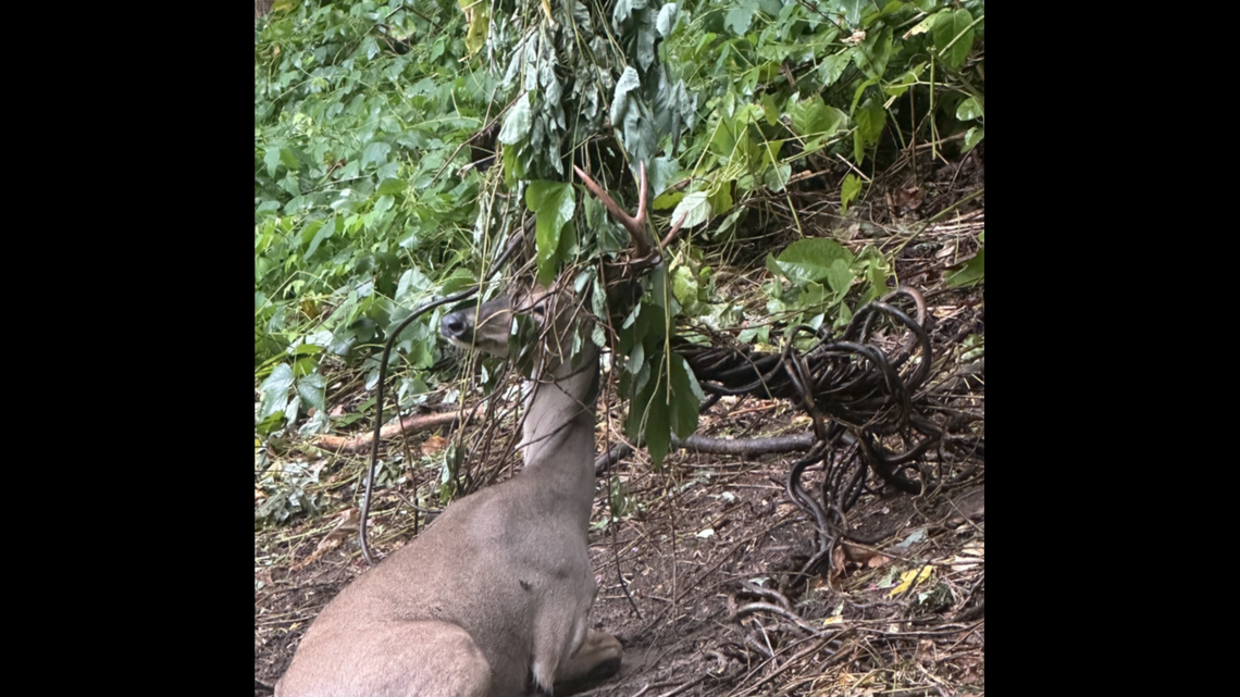 The 8-point buck was discovered trapped in a tangle of invasive kudzu vines at Fishtrap Lake Wildlife Management Area, according to Kentucky wildlife officials.