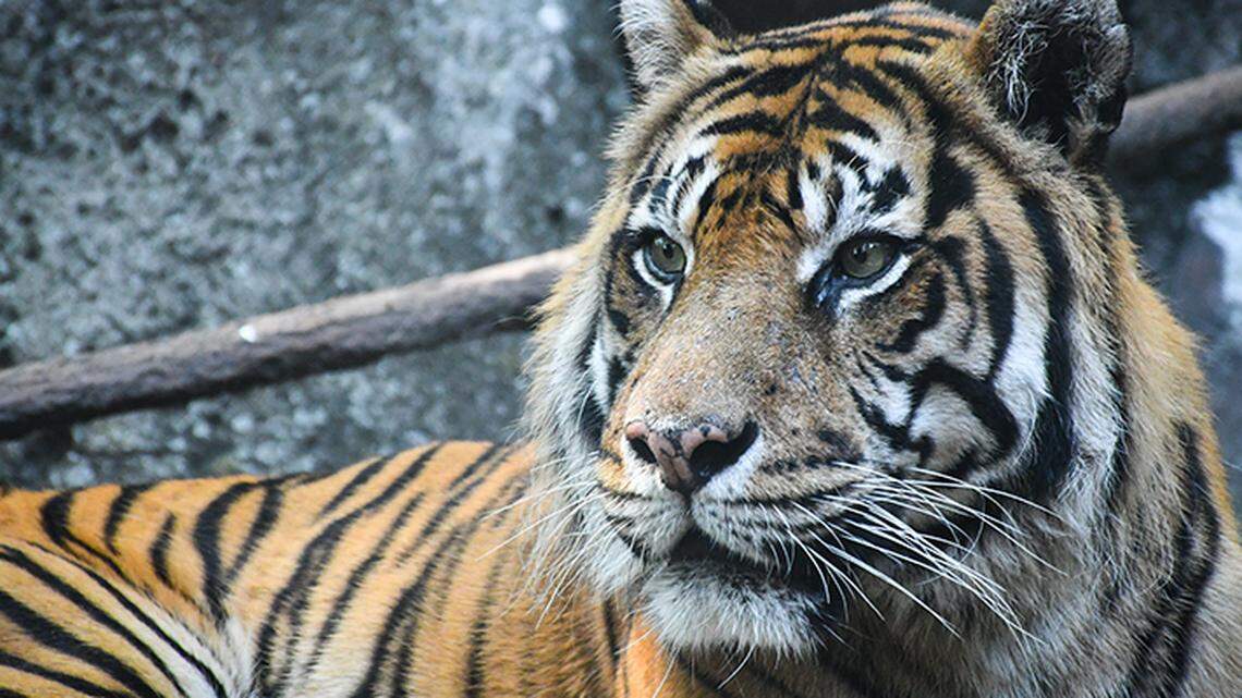 A 16-year-old endangered Sumatran tiger was euthanized at the Louisville Zoo after an “unexpected” decline in health. 