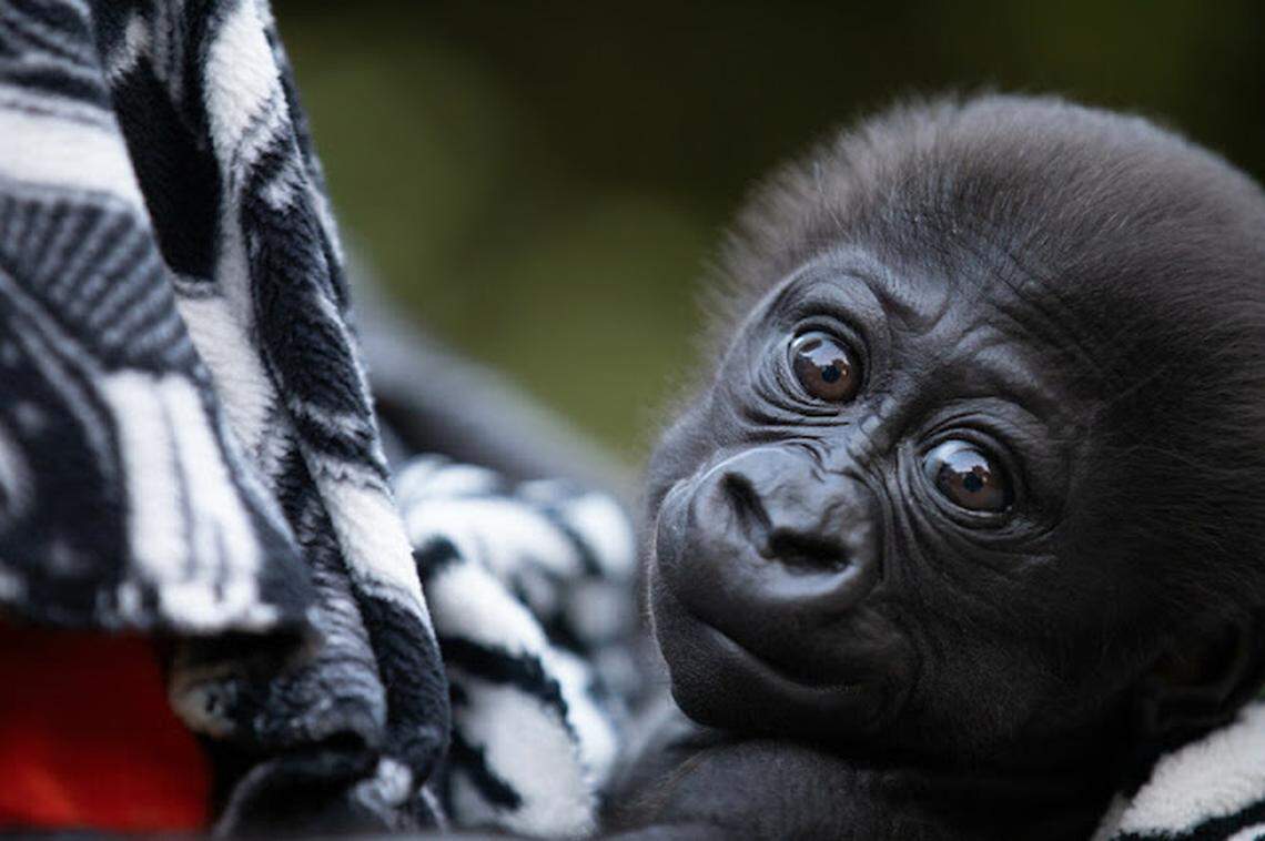 Since shortly after his birth, Abeo has been hand-reared by staff at the Woodland Park Zoo. They continued this round-the-clock for two months until they found him a foster mother.