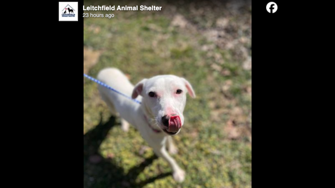 A dog named Bug remains missing after it was released from a Kentucky animal shelter.