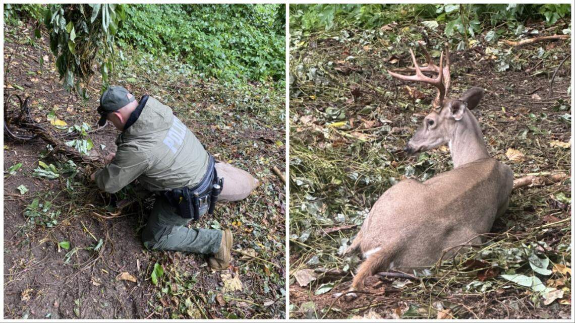 The deer rested for a moment after game wardens cut it free from the vines.