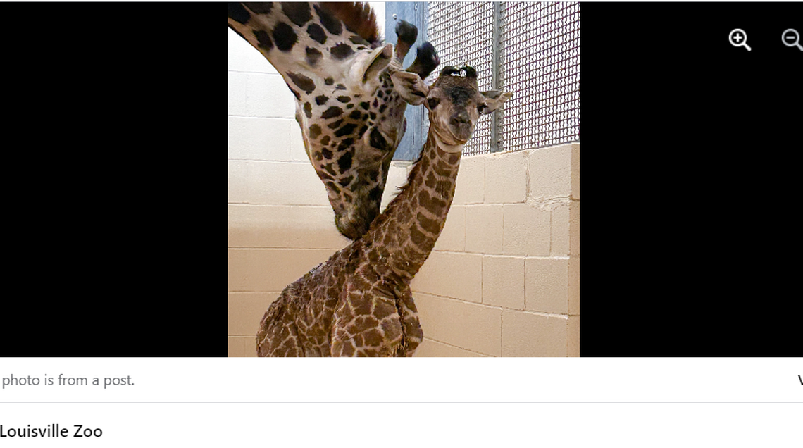 The Masai giraffe calf is the first newborn giraffe Louisville Zoo has had in 12 years, staff said.