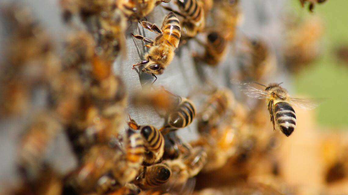 A 59-year-old man was killed in a bee attack, Kentucky authorities say