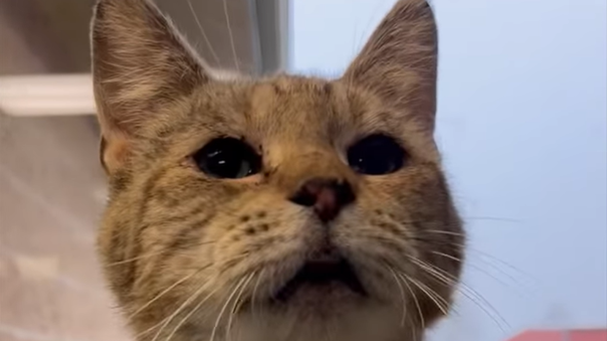 A senior cat up for adoption in Ohio has a uniquely loud purr — and wants to bring “the sound of happiness” into the home of whoever adopts her.