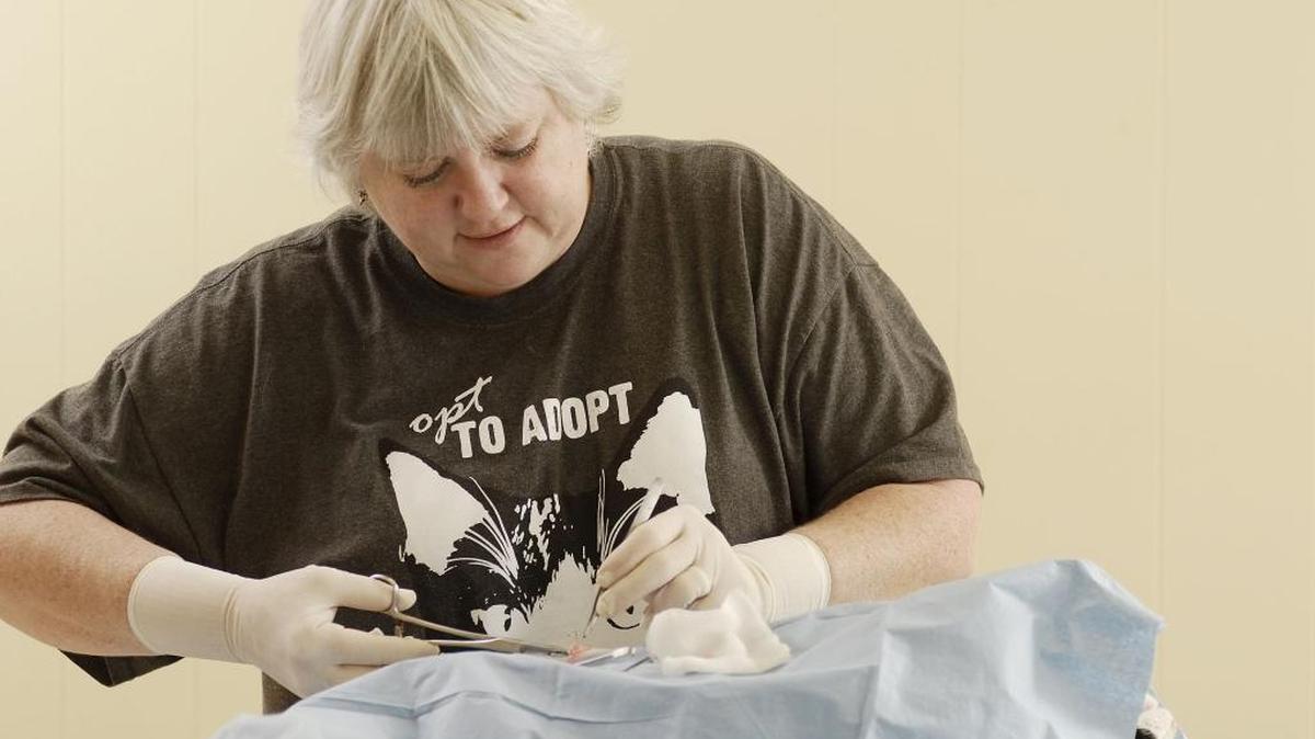 Elizabeth Ubelhor of Stamping Ground, staff veterinarian at the Lexington Humane Society, performed a surgery at the Spay/Neuter clinic for feral cats in Georgetown. A 6 percent sales tax would be charged consumers for the same services at private veterinary clinics under a bill passed by the Kentucky General Assembly.
