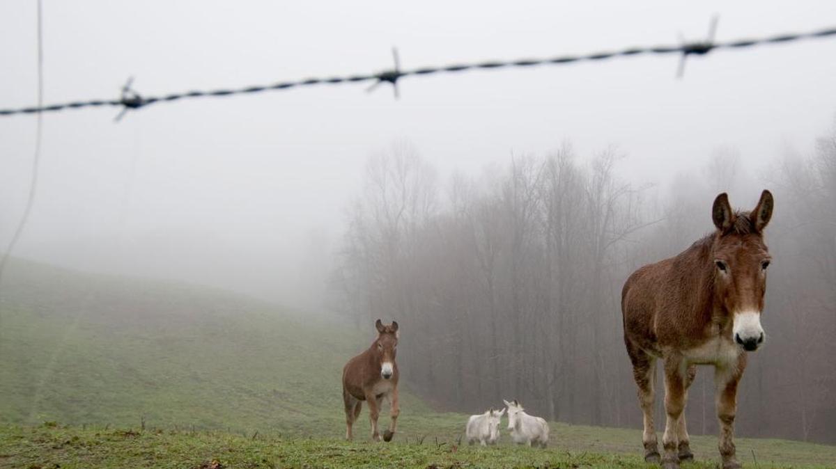 Mules and horses walk along a fogged-in pasture in Elliott County. 2011 file photo.