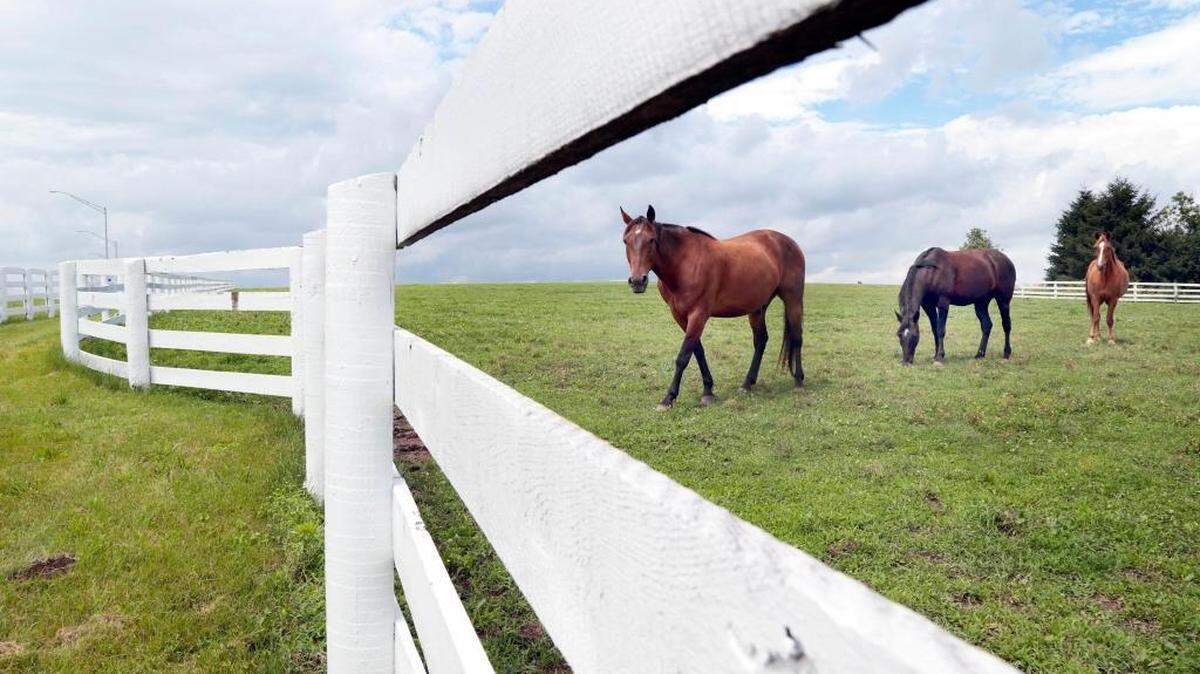 Horses grazed at the Kentucky Horse Park.
