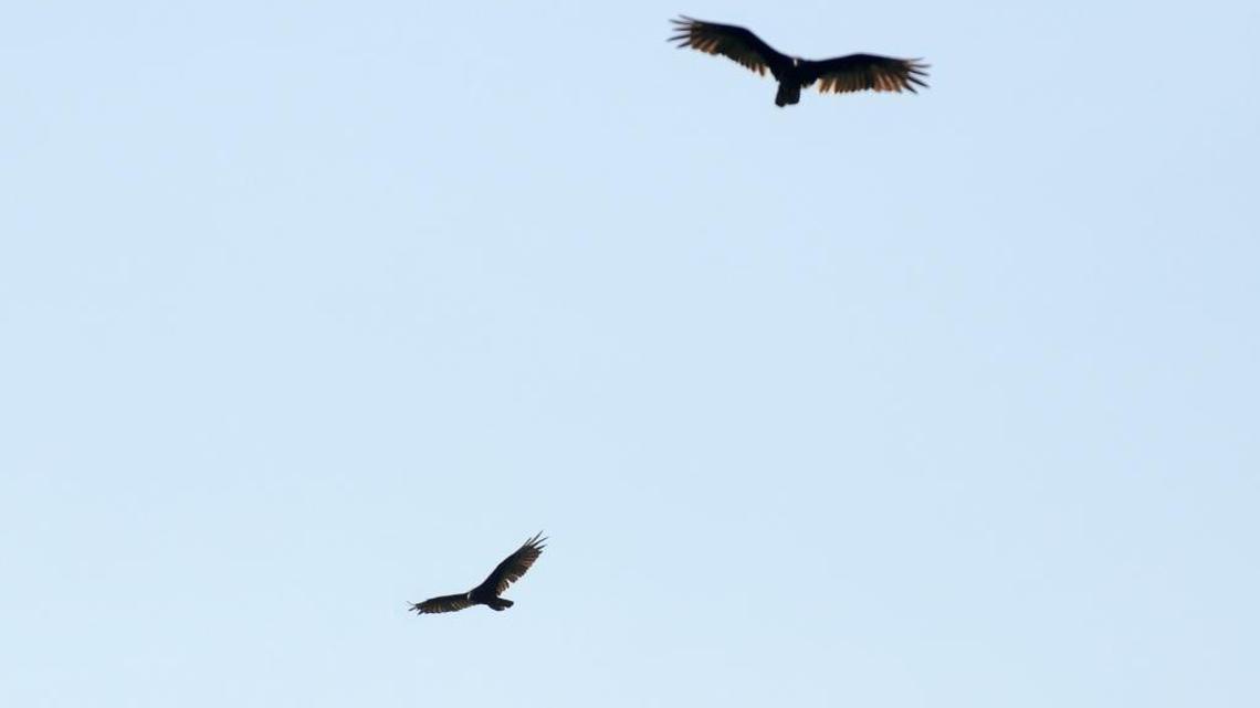 A vulture downed a Navy trainer jet last year as it descended to the Naval Air Station Joint Reserve Base Fort Worth, Texas.
