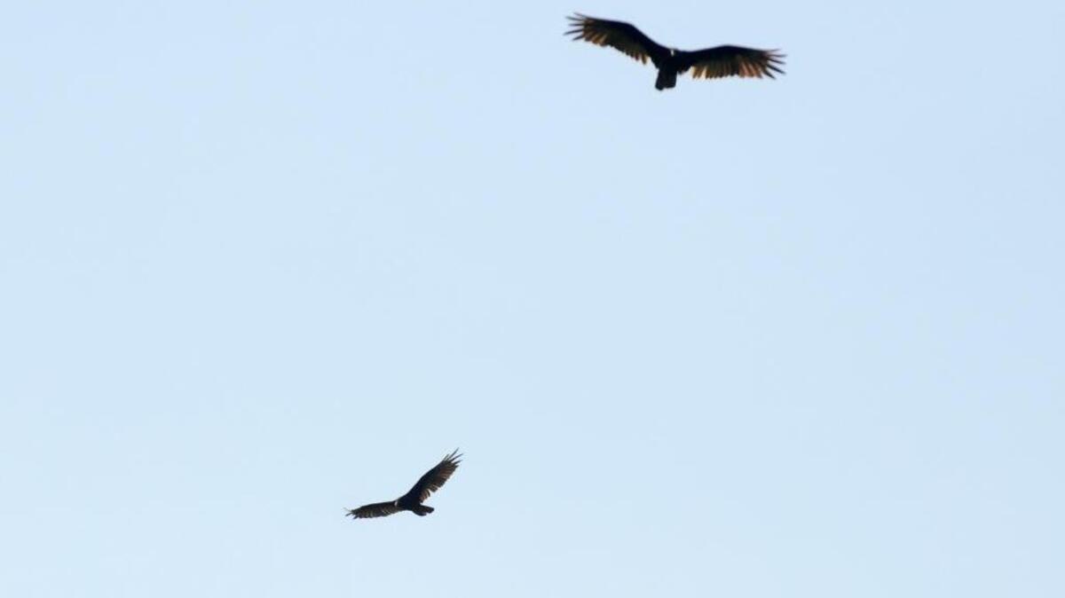 A vulture downed a Navy trainer jet last year as it descended to the Naval Air Station Joint Reserve Base Fort Worth, Texas.