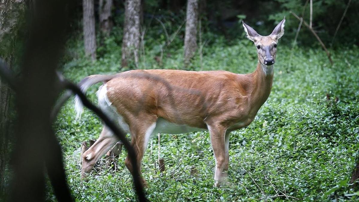 A white-tailed deer paused in the woods at McConnell Springs in Lexington on Aug. 18, 2014.