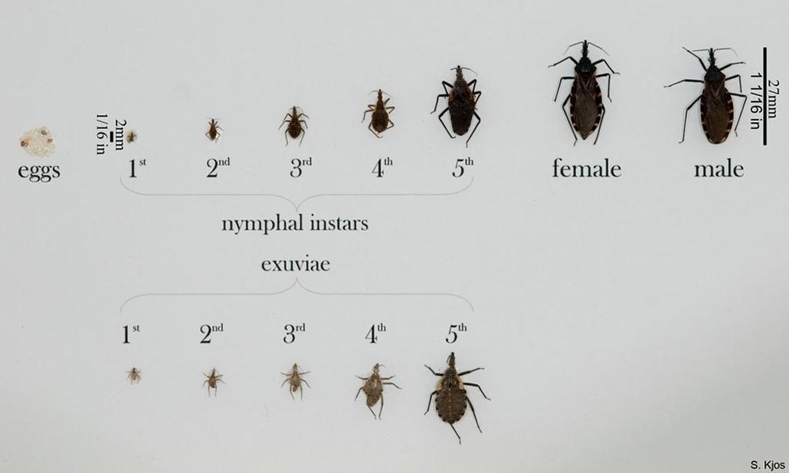 This image shows various triatomine bugs, also known as “kissing bugs,” in all life stages, according to the Centers for Disease Control and Prevention.