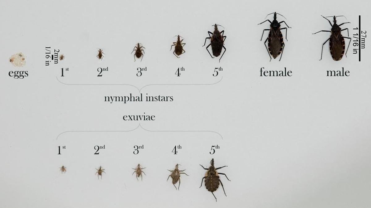 This image shows various triatomine bugs, also known as “kissing bugs,” in all life stages, according to the Centers for Disease Control and Prevention.