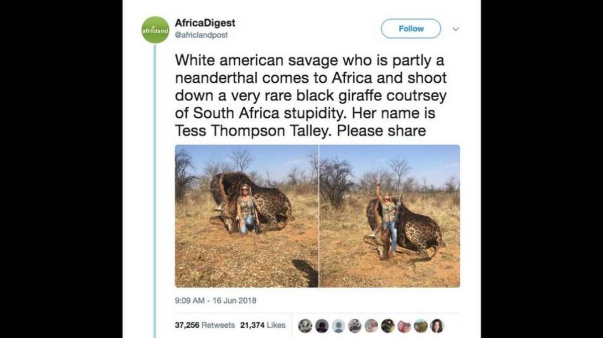 A picture of a female American hunter with the “rare” black giraffe she killed in South Africa last year has sparked outrage online. The woman, identified as Tess Thompson Talley of Kentucky, says the animal was too old for breeding.
